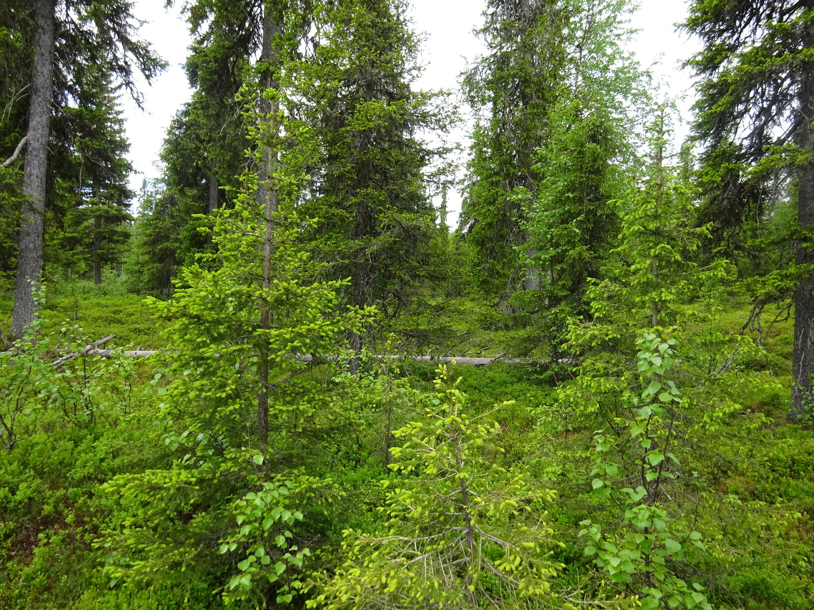 Vehreän havupuuvaltaisen metsän kuusissa on nuoria versoja eli kuusenkerkkiä.