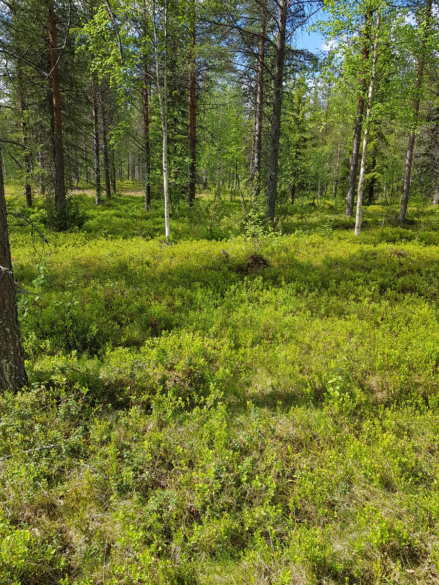 Aurinko paistaa avaraan mäntyvaltaiseen metsään, jossa kasvaa myös lehtipuita ja katajia.