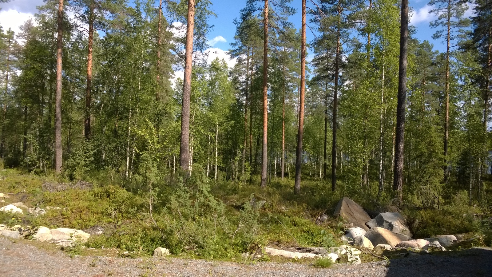 Kesäisen sekametsän edustalla kulkee hiekkatie, jonka reunassa on suuria kivenlohkareita.