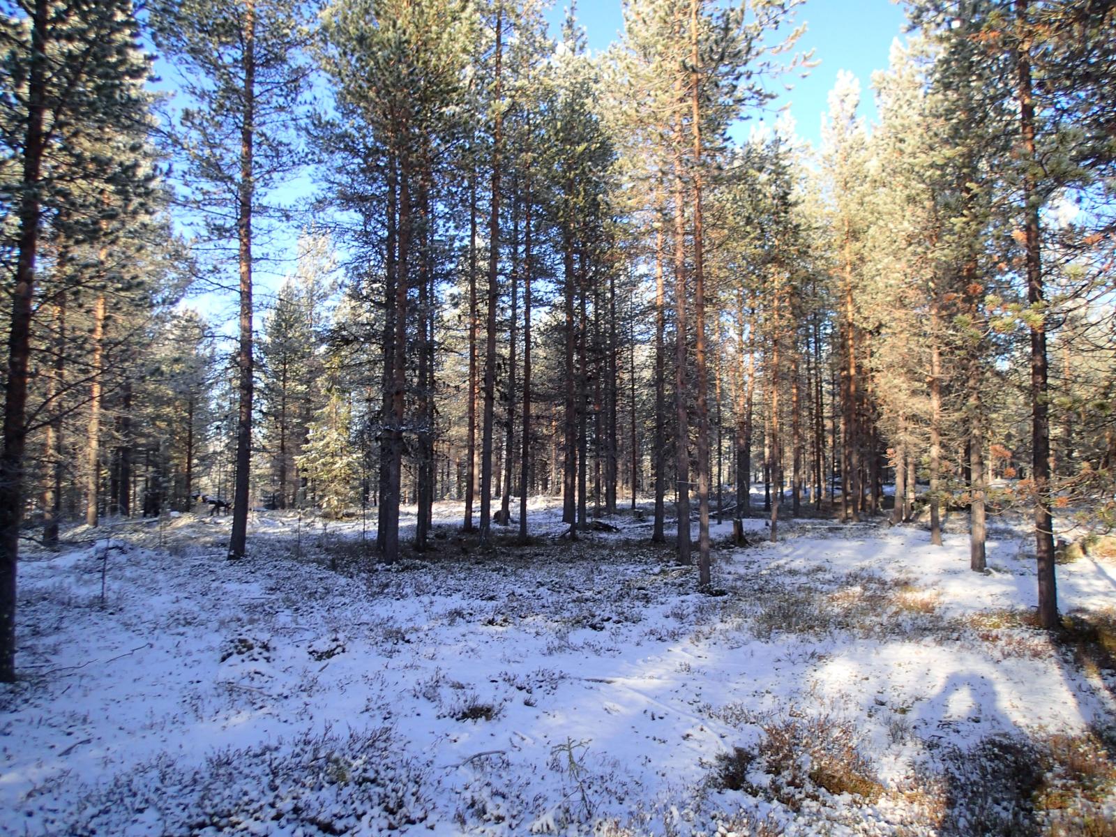 Ohut lumikerros peittää havumetsän aurinkoisena päivänä.