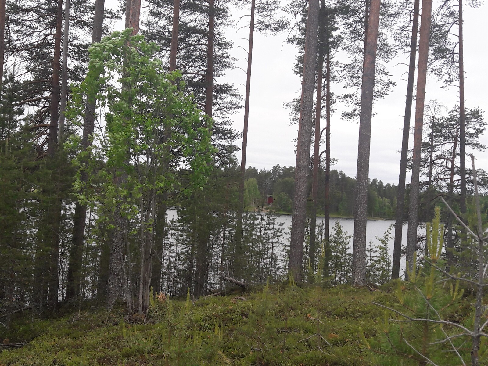 Rannalla kasvavien mäntyjen takana häämöttää järvi, jonka vastarannalla erottuu rakennuksia.