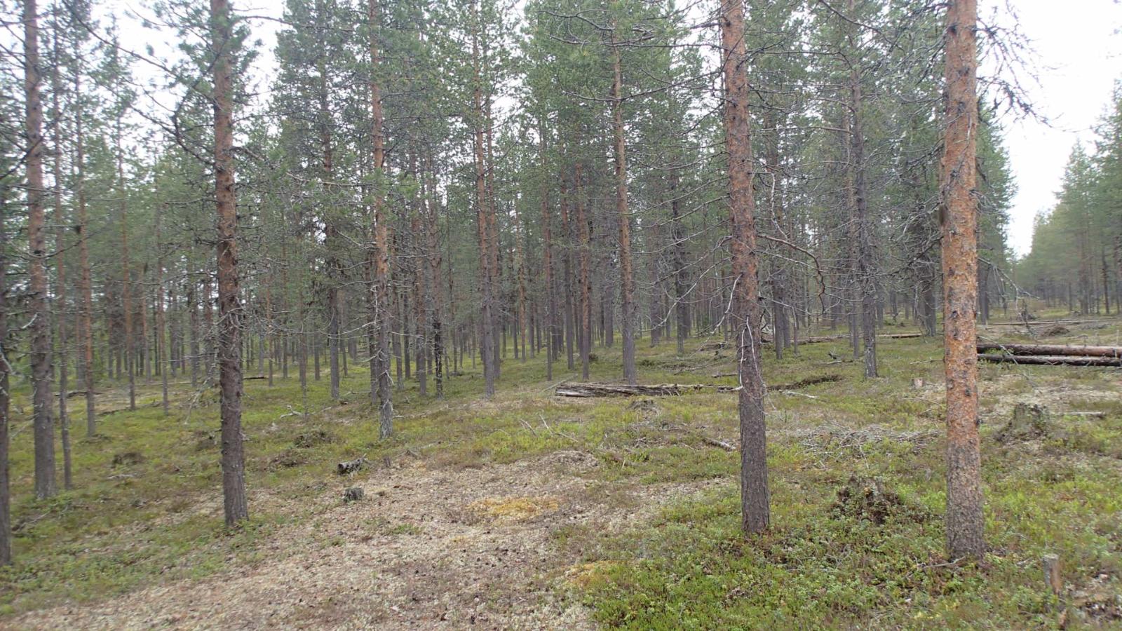 Kaatuneita puita kangasmetsässä.