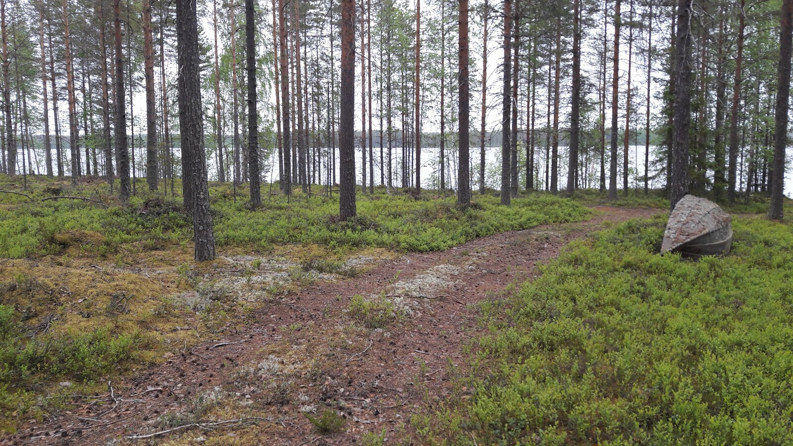 Tienpohja vie järvelle mäntymetsän läpi. Oikealla vanha vene nojaa puuta vasten.