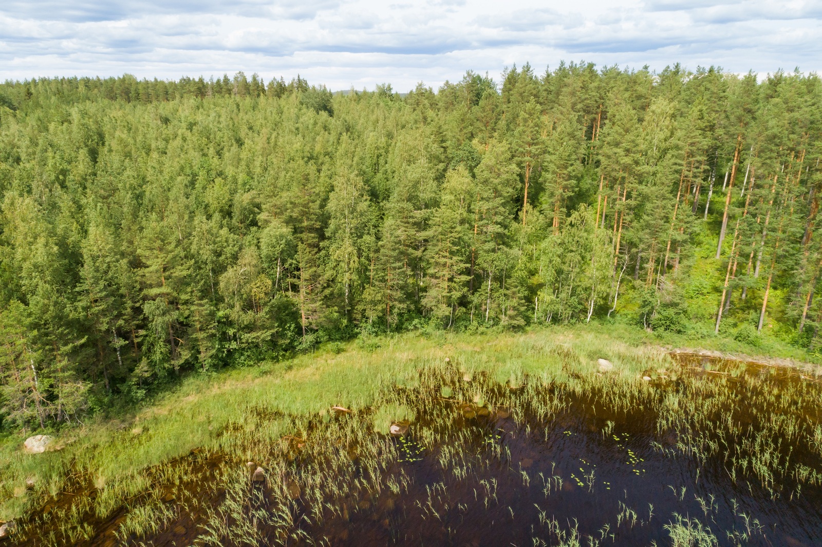 Kesäisen vehreä sekametsä reunustaa järveä. Rantavedessä on vesikasveja. Ilmakuva.