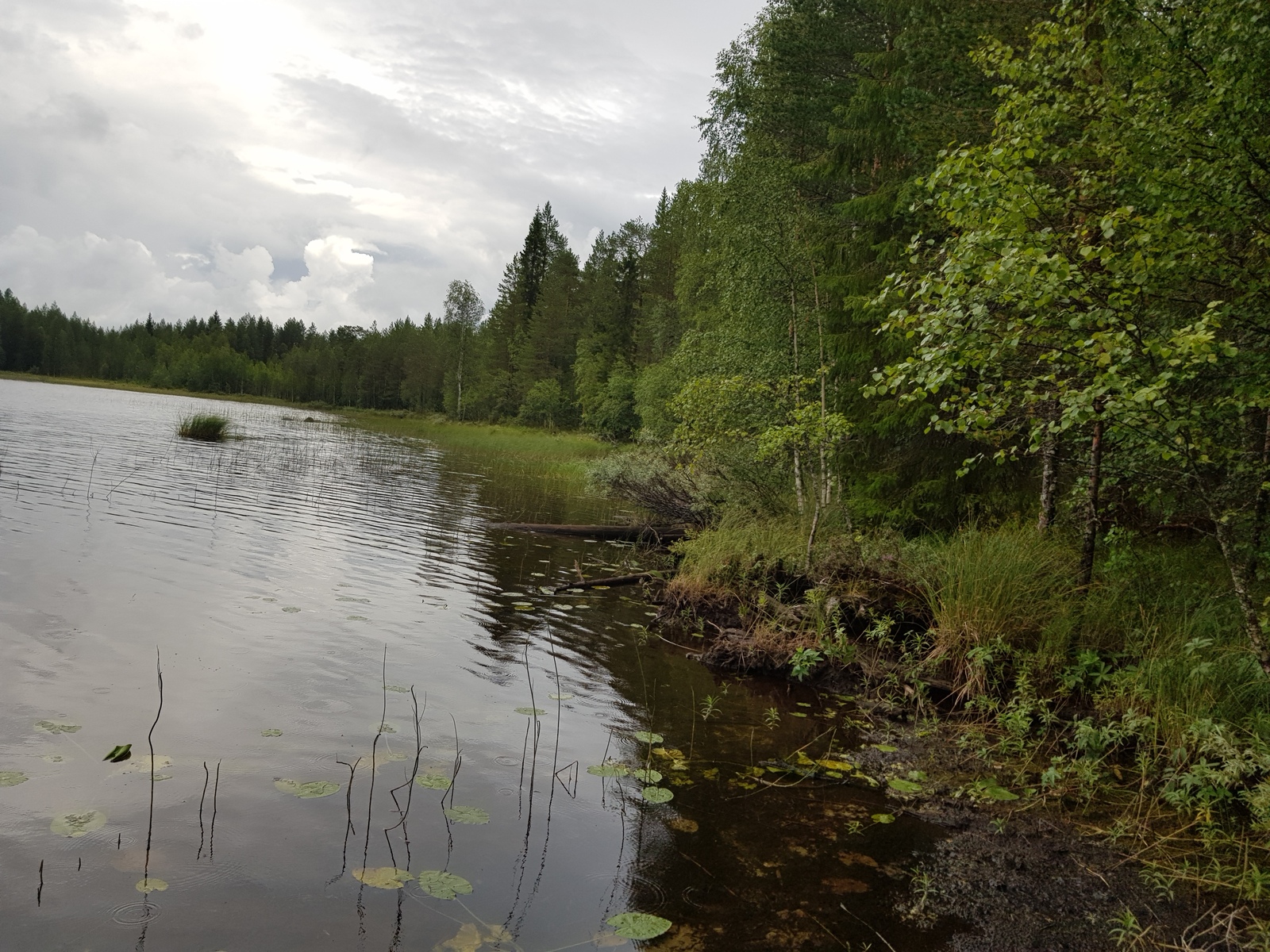 Vehreä sekametsä reunustaa järveä vasemmalle kaartuvassa rantaviivassa.