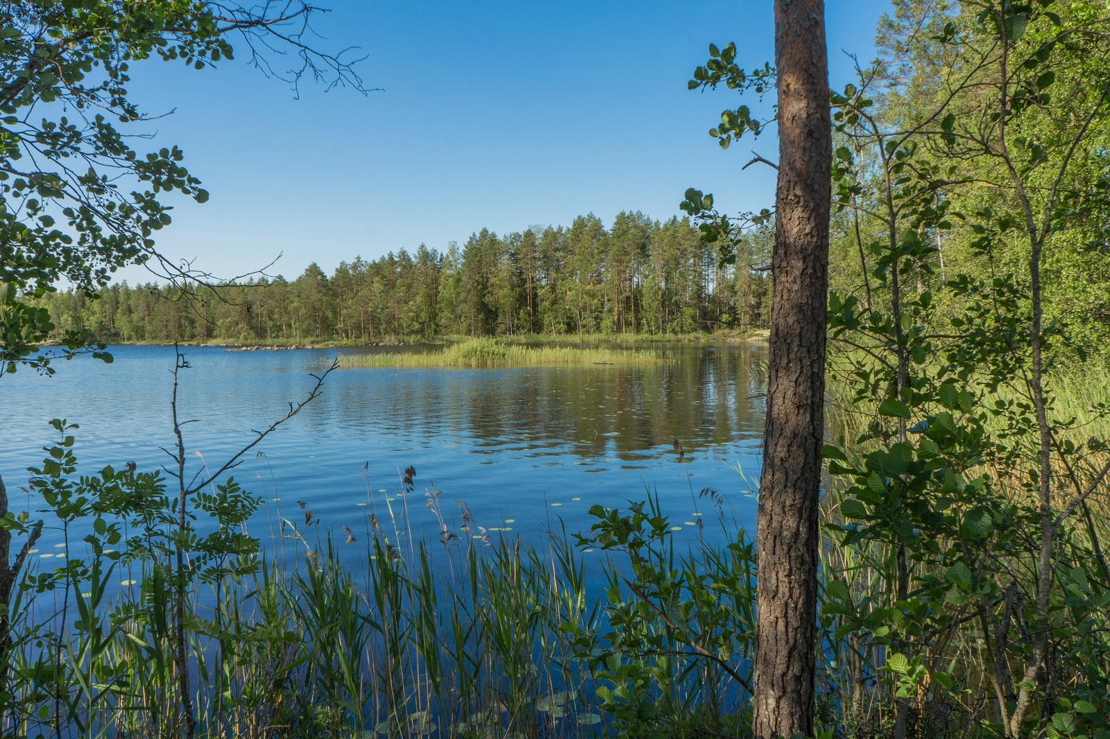 Rantapuut reunustavat kesäistä järvimaisemaa. Taivas on pilvetön.