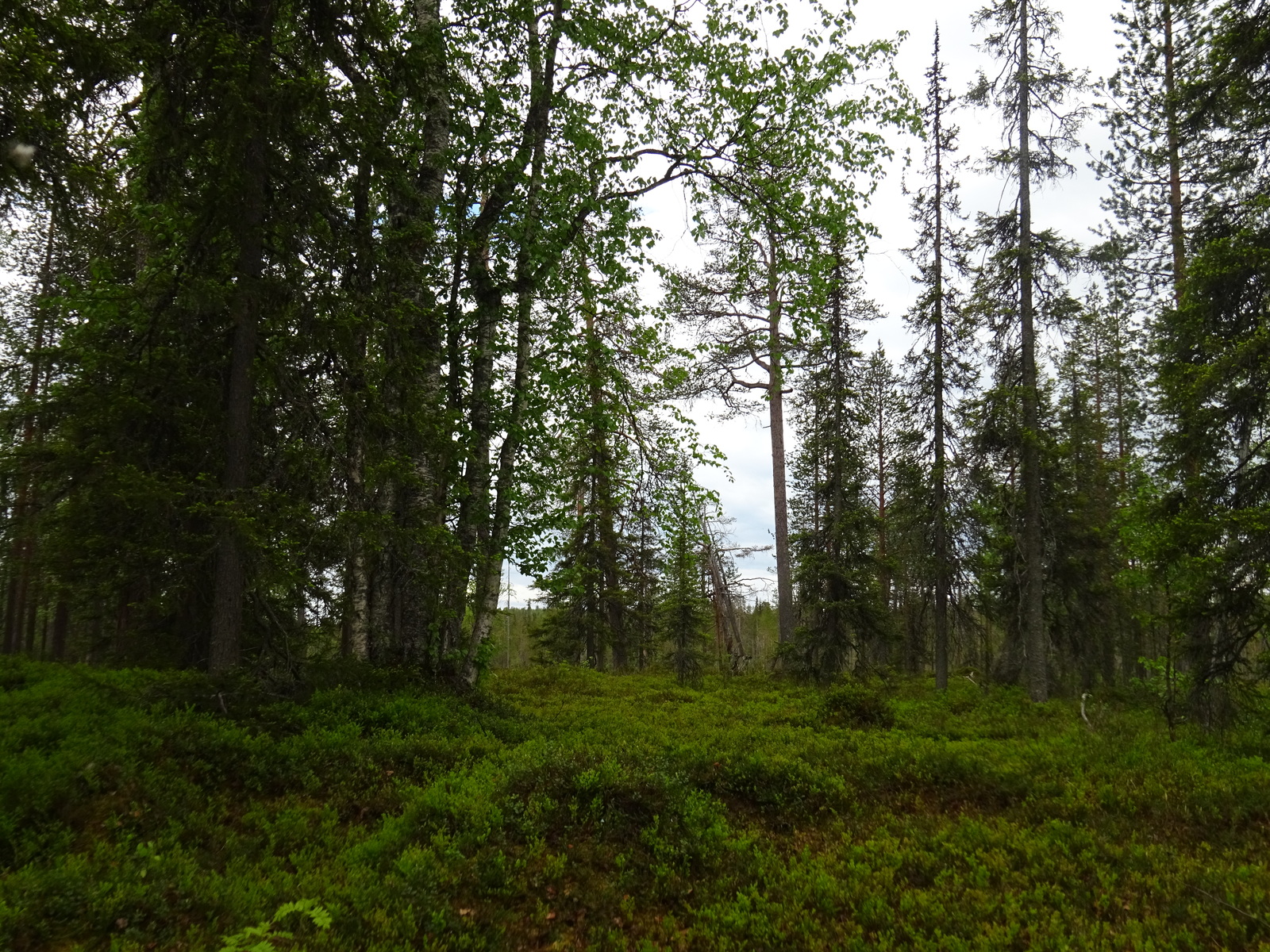 Kuusivaltaisen metsän kenttäkerroksessa kasvaa mustikanvarpuja.