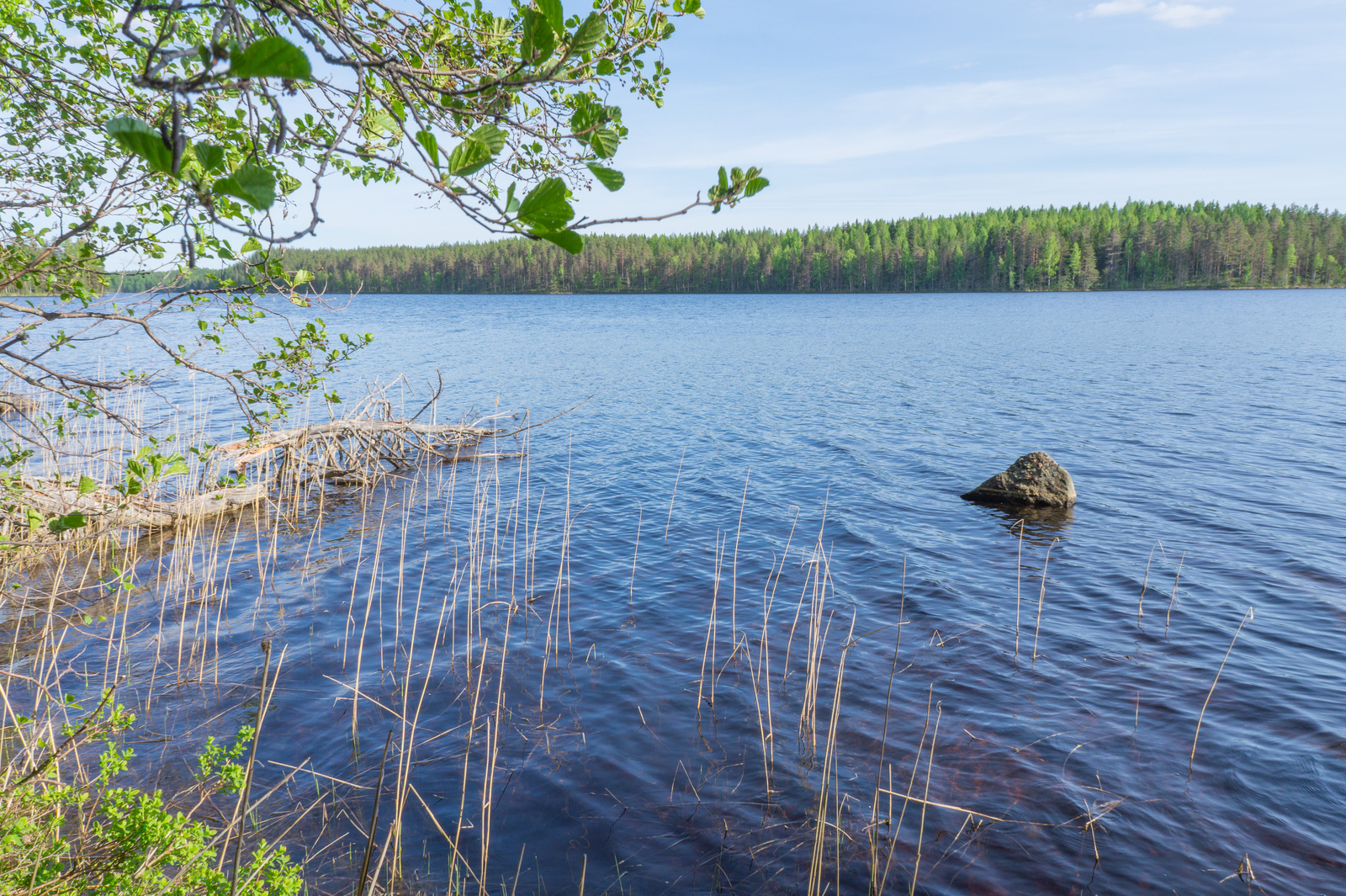 Lepän oksat kurkottavat kesäisen järvimaiseman ylle. Rantavedessä on kivi ja vesikasveja.