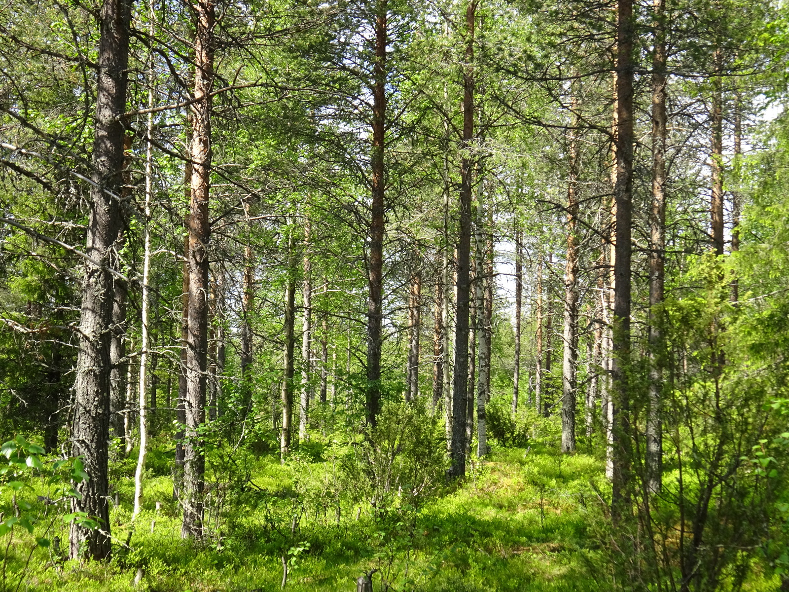 Aurinko paistaa kesäiseen metsään, jossa kasvaa mäntyjä, katajia ja koivuja.