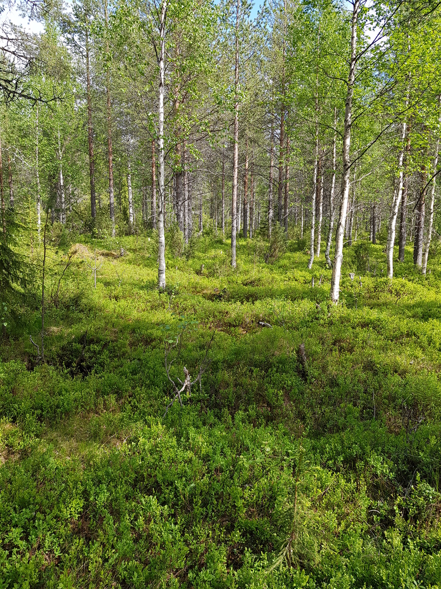 Aurinko paistaa sekametsään, jossa kasvaa koivuja, kuusia, mäntyjä ja katajia.