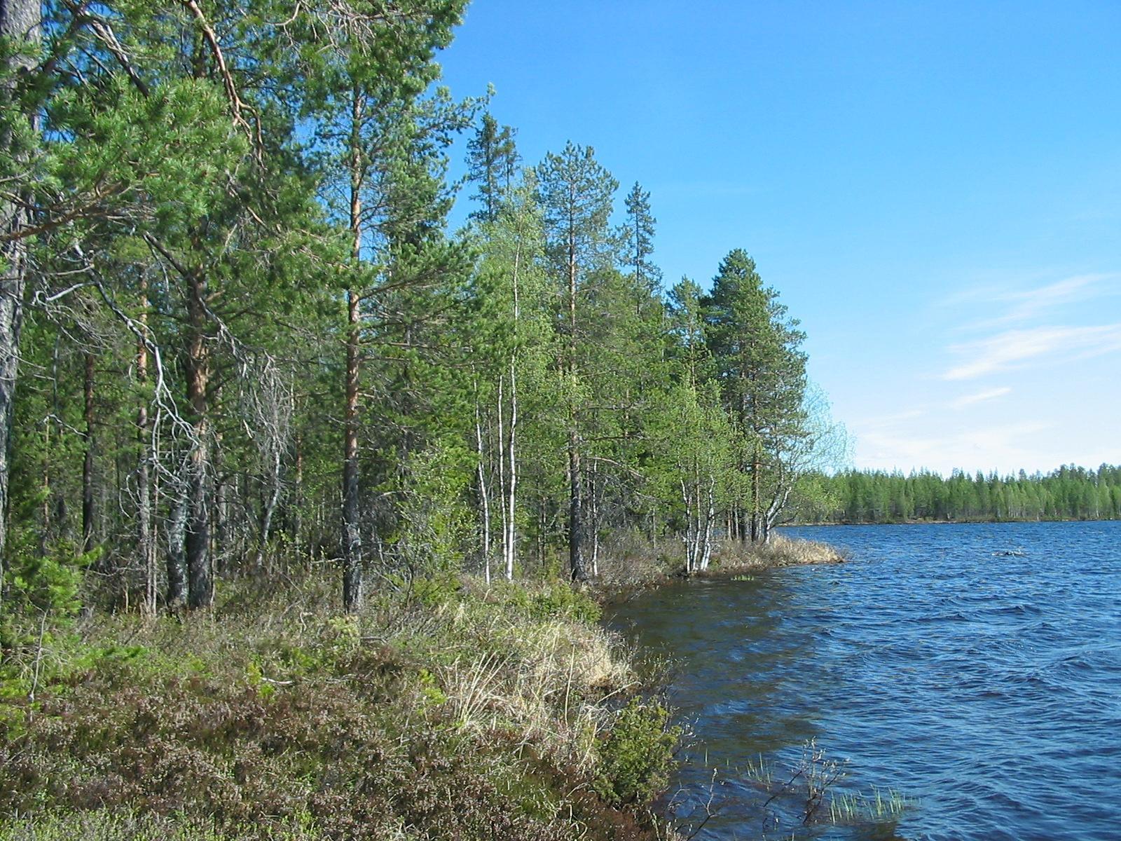 Kesäinen sekametsä reunustaa järvimaisemaa oikealle kaartuvassa rantaviivassa.