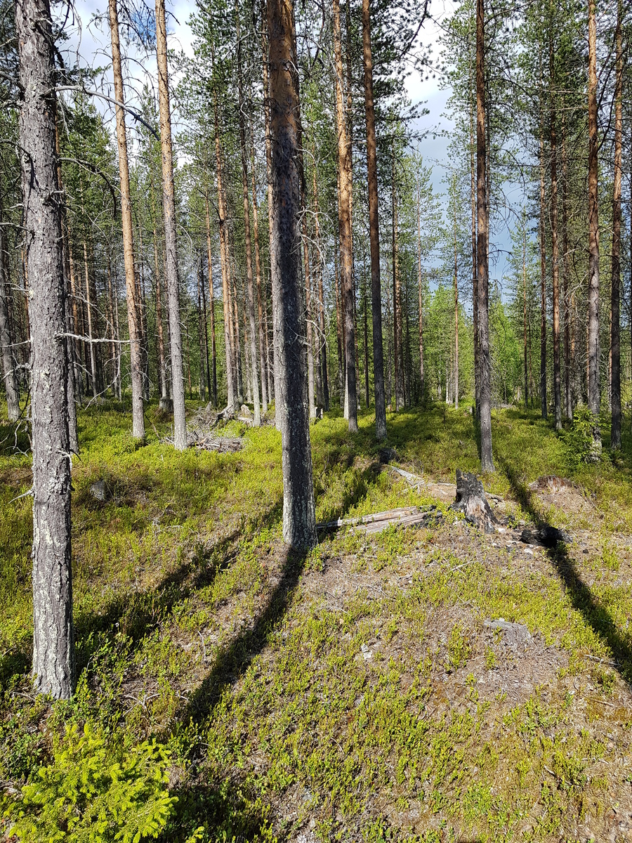 Aurinko paistaa avaraan mäntymetsään.