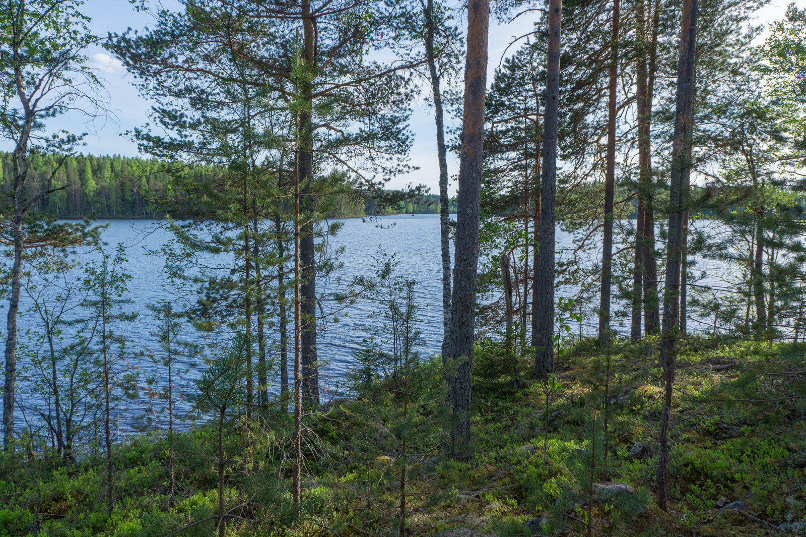 Rannassa kasvavien koivujen ja mäntyjen takaa avautuu kesäinen järvimaisema.