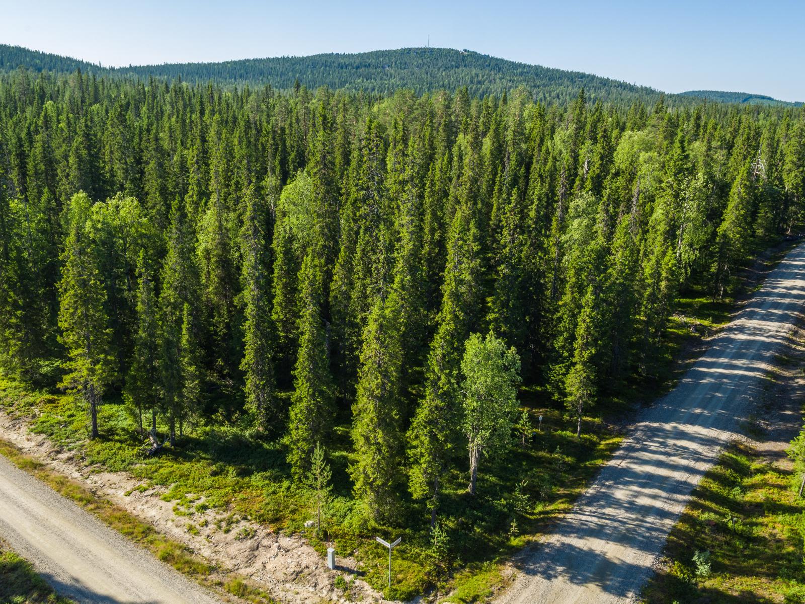 Mökkitie kulkee kesäisessä havupuuvaltaisessa metsässä. Horisontissa kohoaa vaaroja. Ilmakuva.