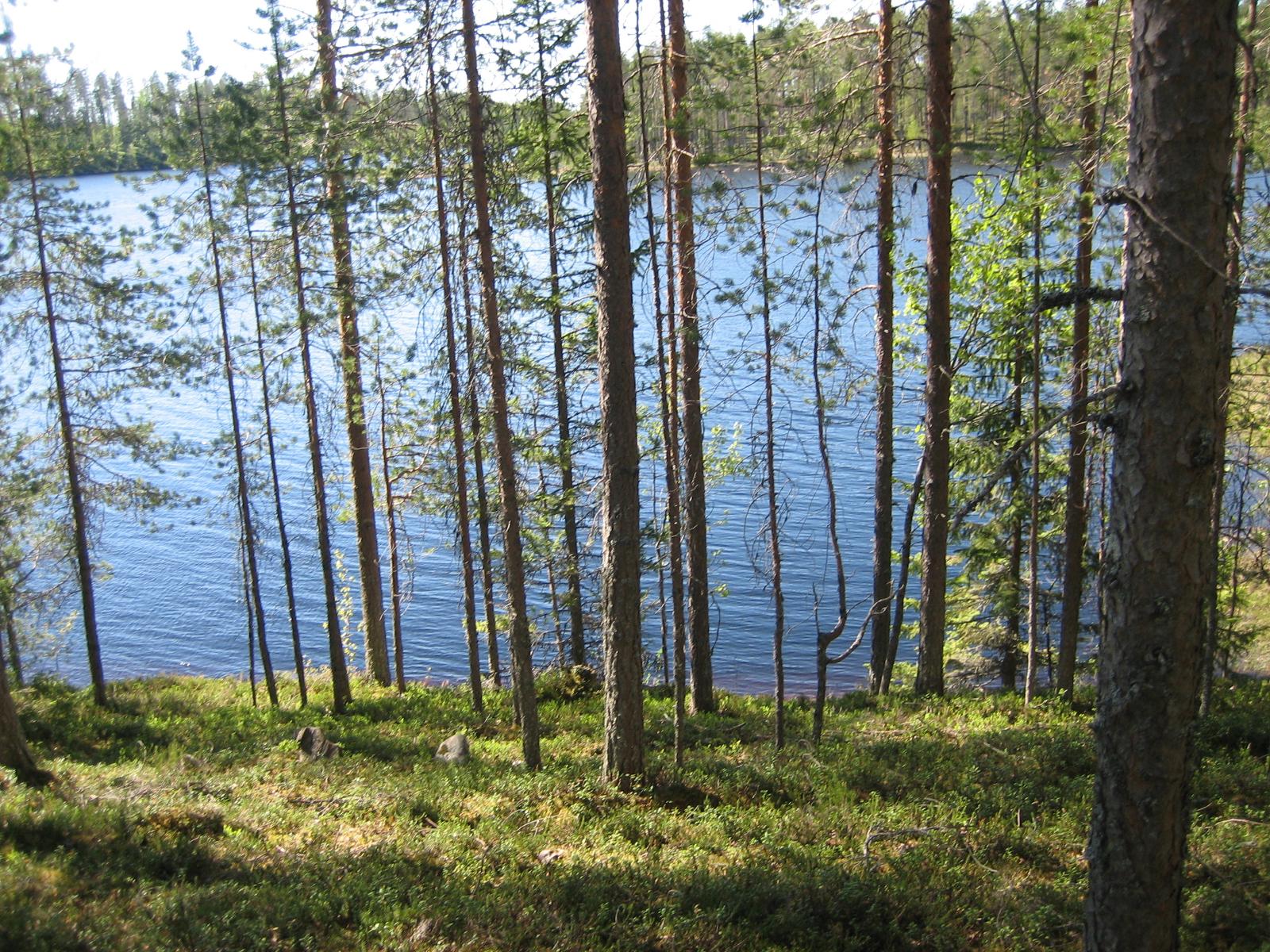 Mäntymetsä kasvaa rantaan laskeutuvassa rinteessä. Puiden lomasta avautuu järvimaisema.