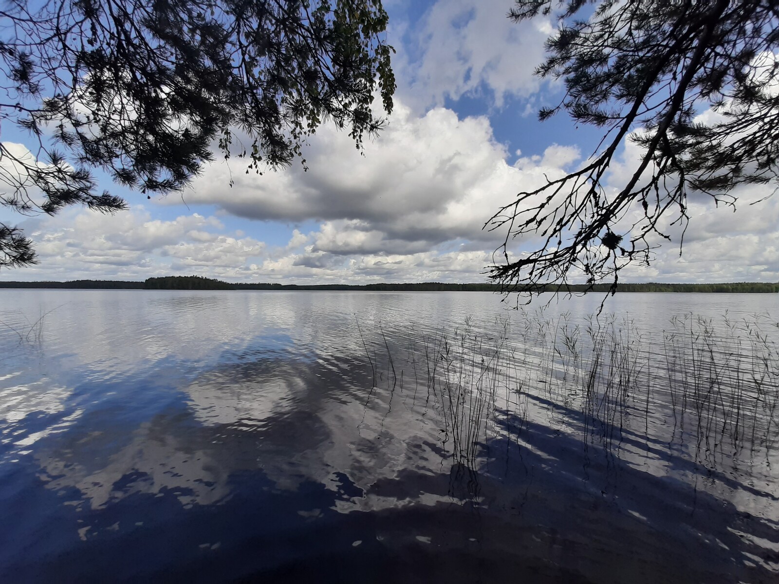Kesämaisemassa puiden oksat kaartuvat järven päälle. Poutapilvinen taivas heijastuu tyyneen veteen.