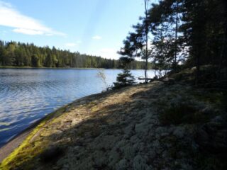 Jäkäläpeitteiseltä kalliolta avautuu kesäinen järvimaisema. Kalliolla kasvaa mäntyjä.