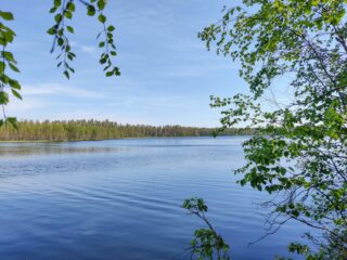 Koivun oksat reunustavat kesäistä järvimaisemaa. Taivas on lähes pilvetön.