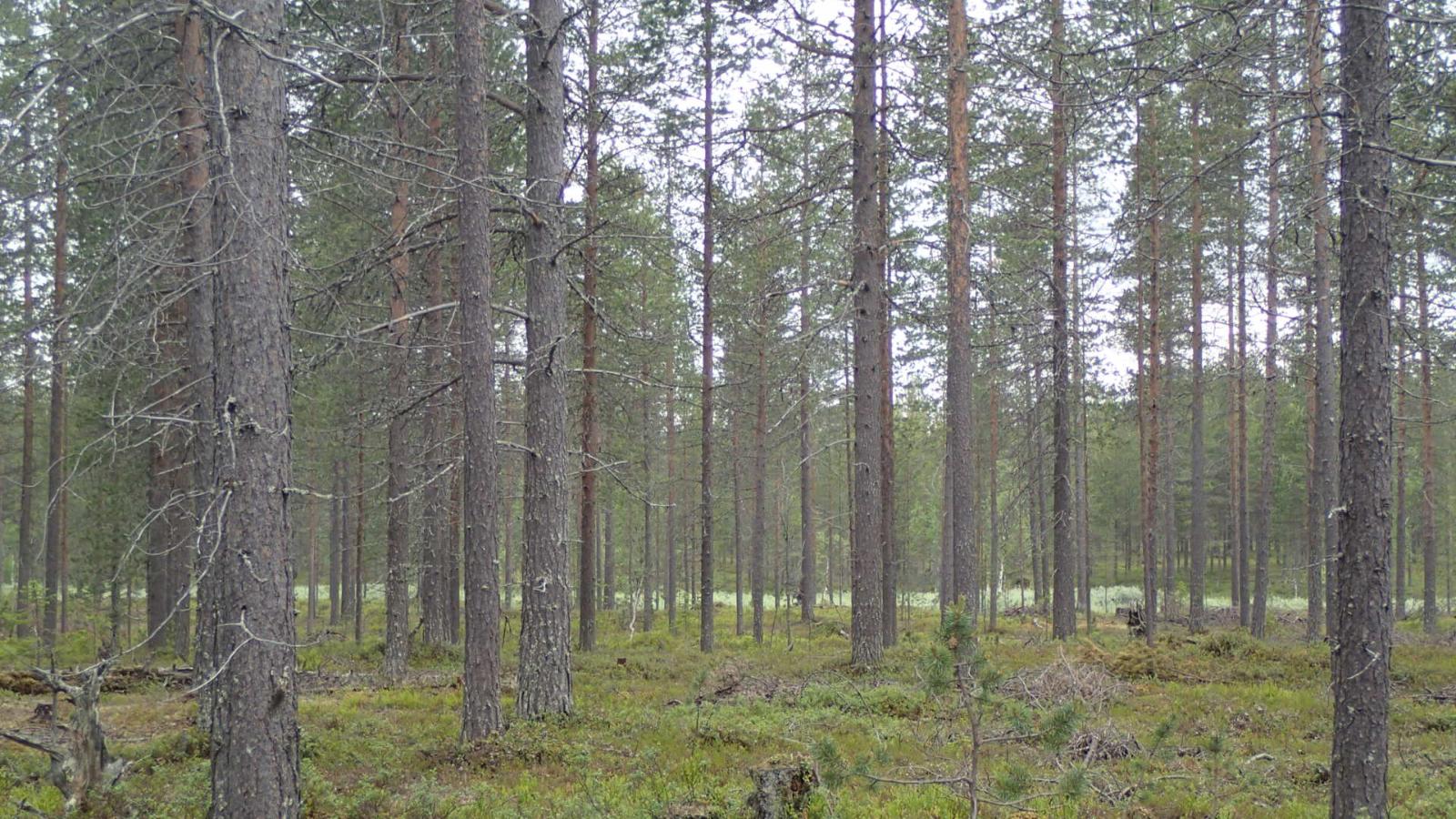 Mäntykangas, jonka taustalla puronvarsikasvillisuutta.