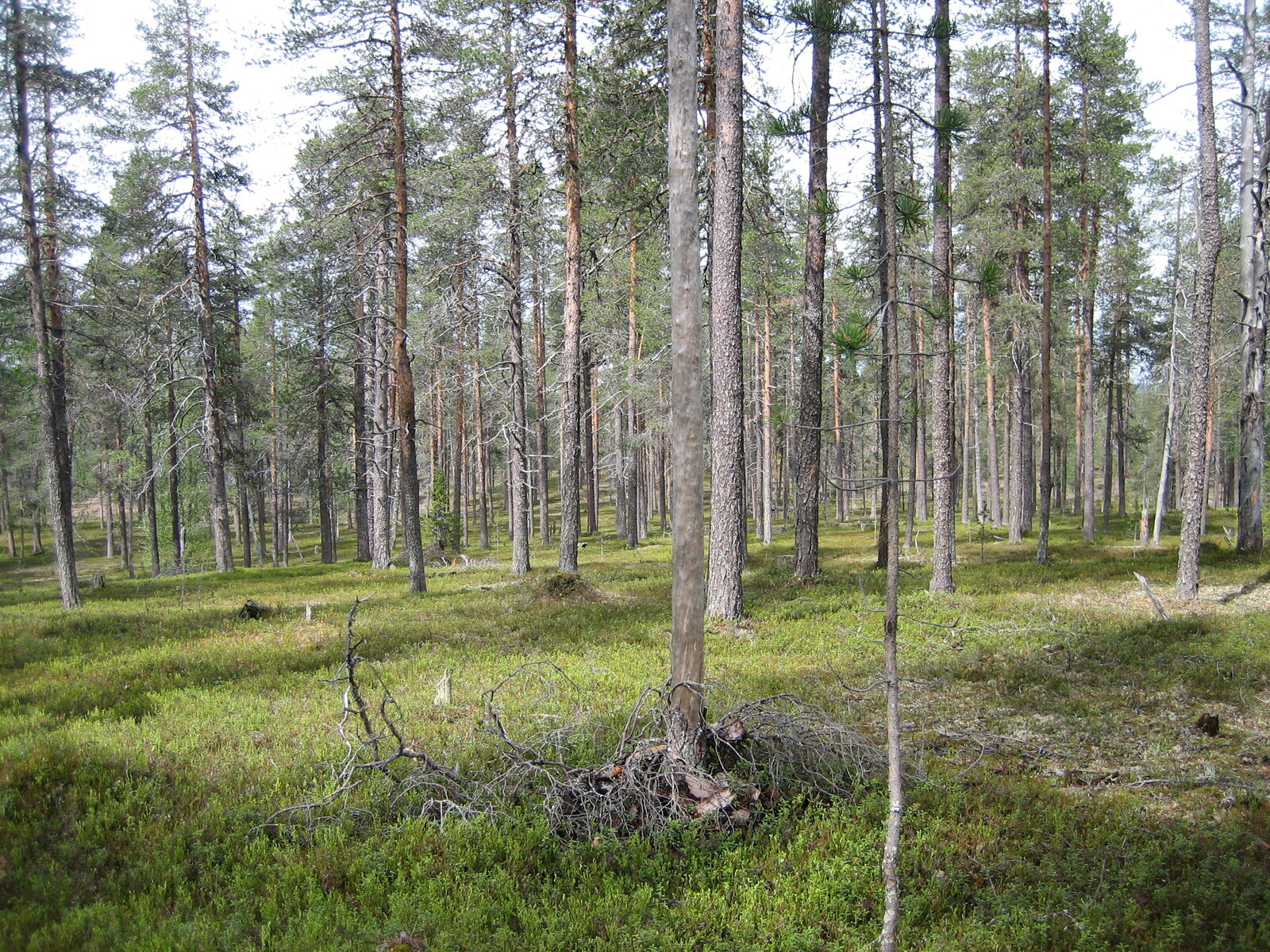 Kesäisellä mäntykankaalla aluskasvillisuutena on puolukan- ja mustikanvarpuja.