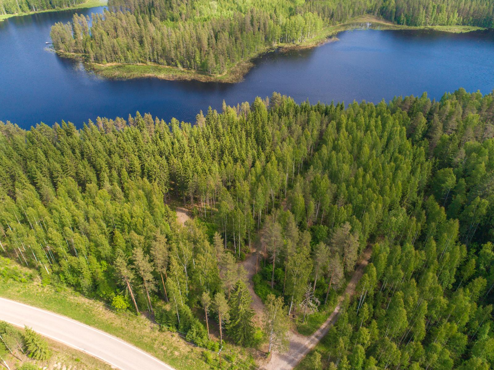 Kesäinen metsä reunustaa järveä. Etualan metsässä kulkeva tie haarautuu rantaa kohti. Ilmakuva.