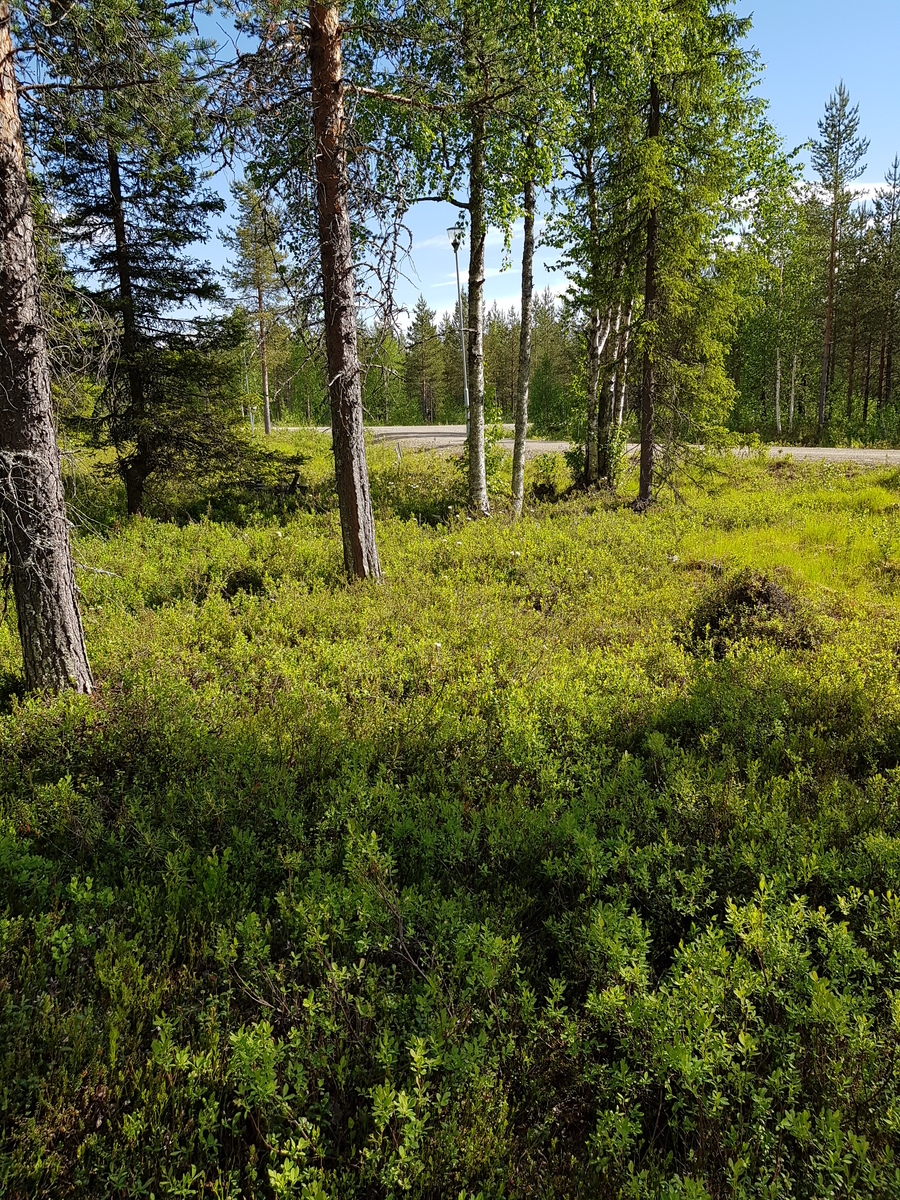 Avarassa mäntyvaltaisessa sekametsässä kasvaa mustikanvarpuja. Taka-alalla kulkee tie.