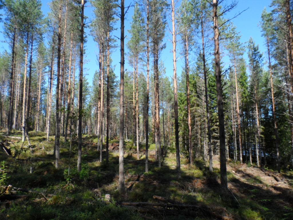 Mäntyvaltainen metsä kasvaa loivasti kumpuilevassa maastossa.