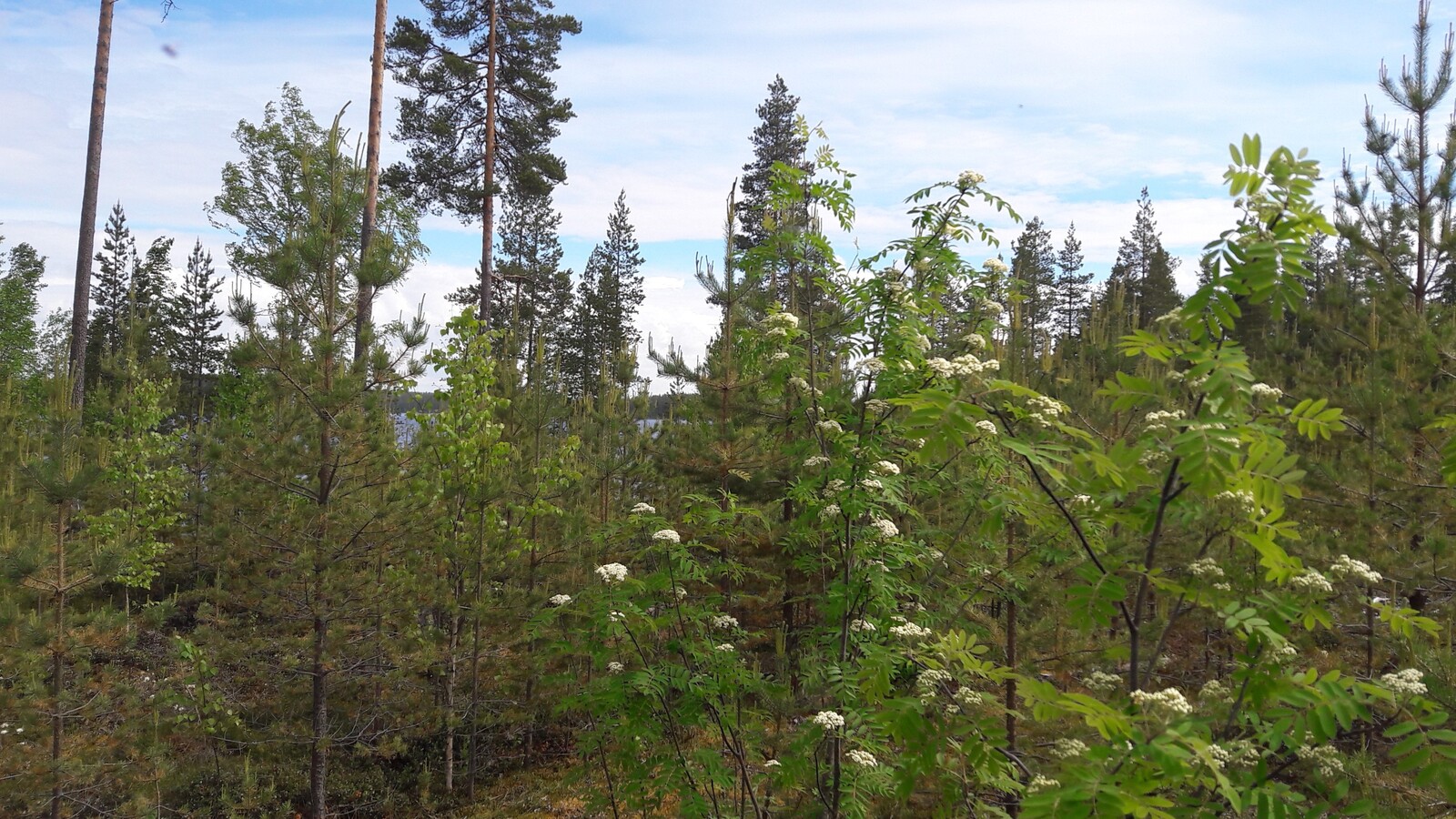 Mäntytaimikossa on muutama korkea puu. Taustalla häämöttää järvi ja pihlaja kukkii etualalla.