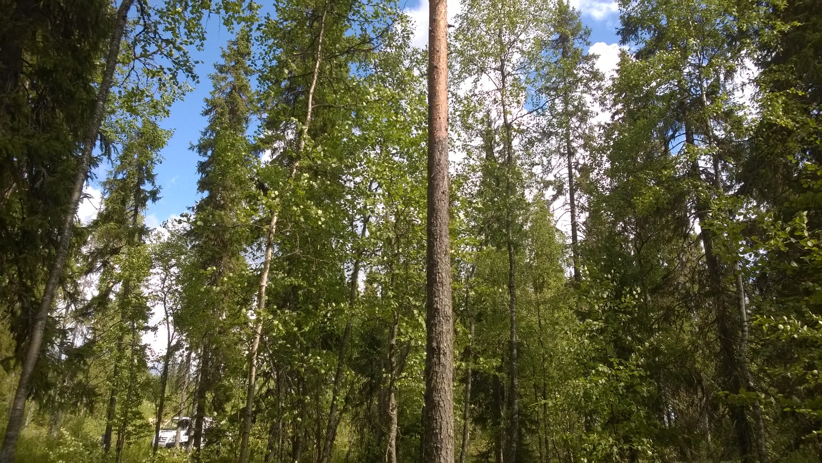 Kesäisessä sekametsässä kasvaa koivuja, kuusia ja mäntyjä. Puiden lomasta pilkottaa pakettiauto.