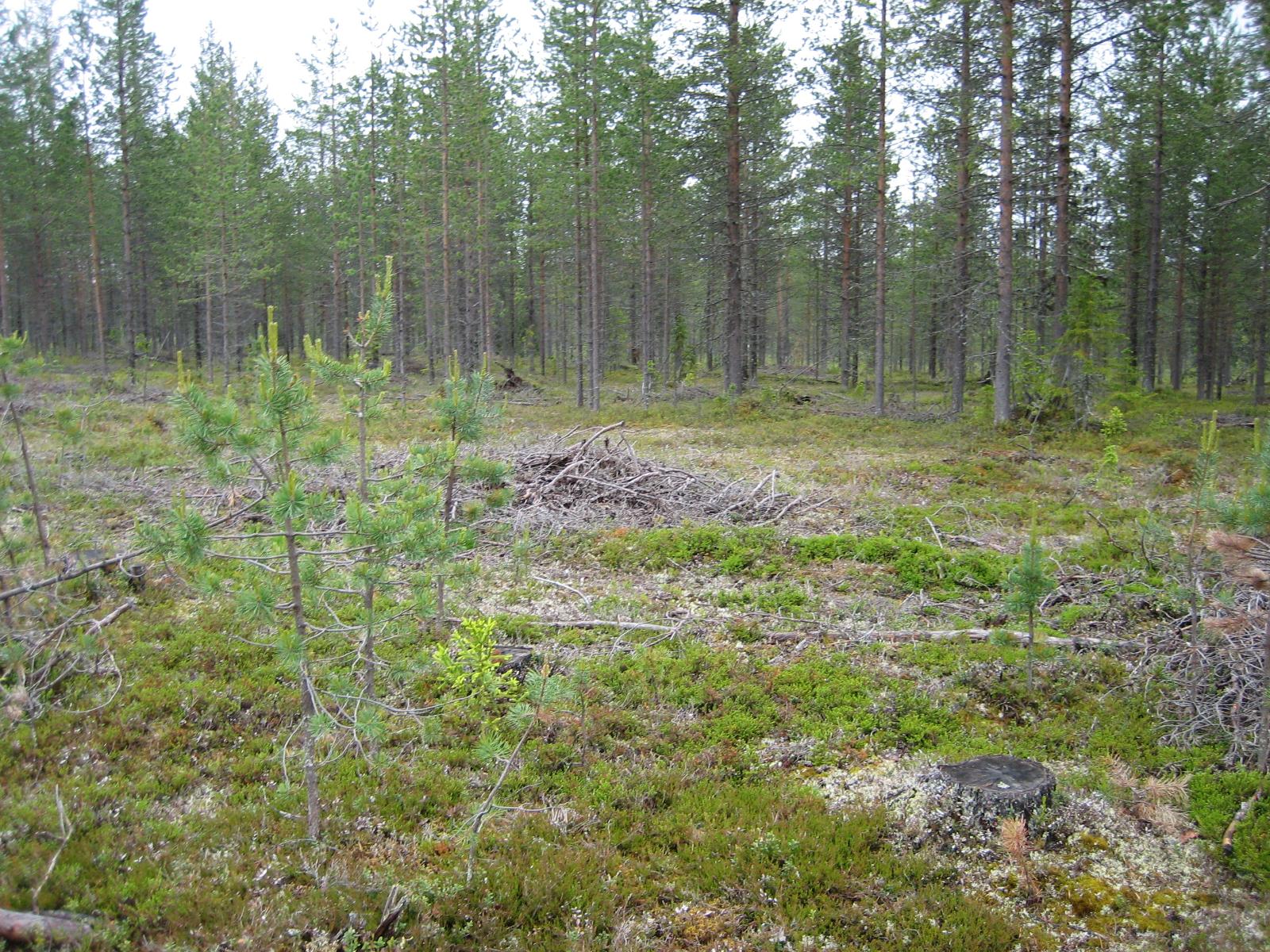 Kangasmetsää