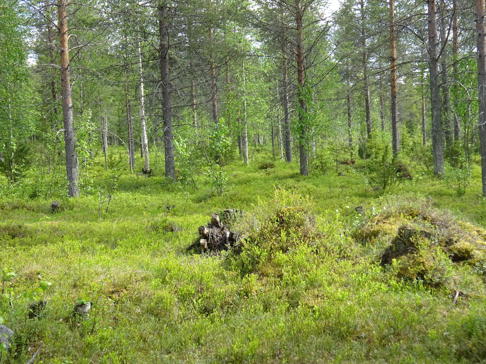 Kesäisen sekametsän puuttomalla alueella on sammalpeitteisiä mättäitä ja kantoja.