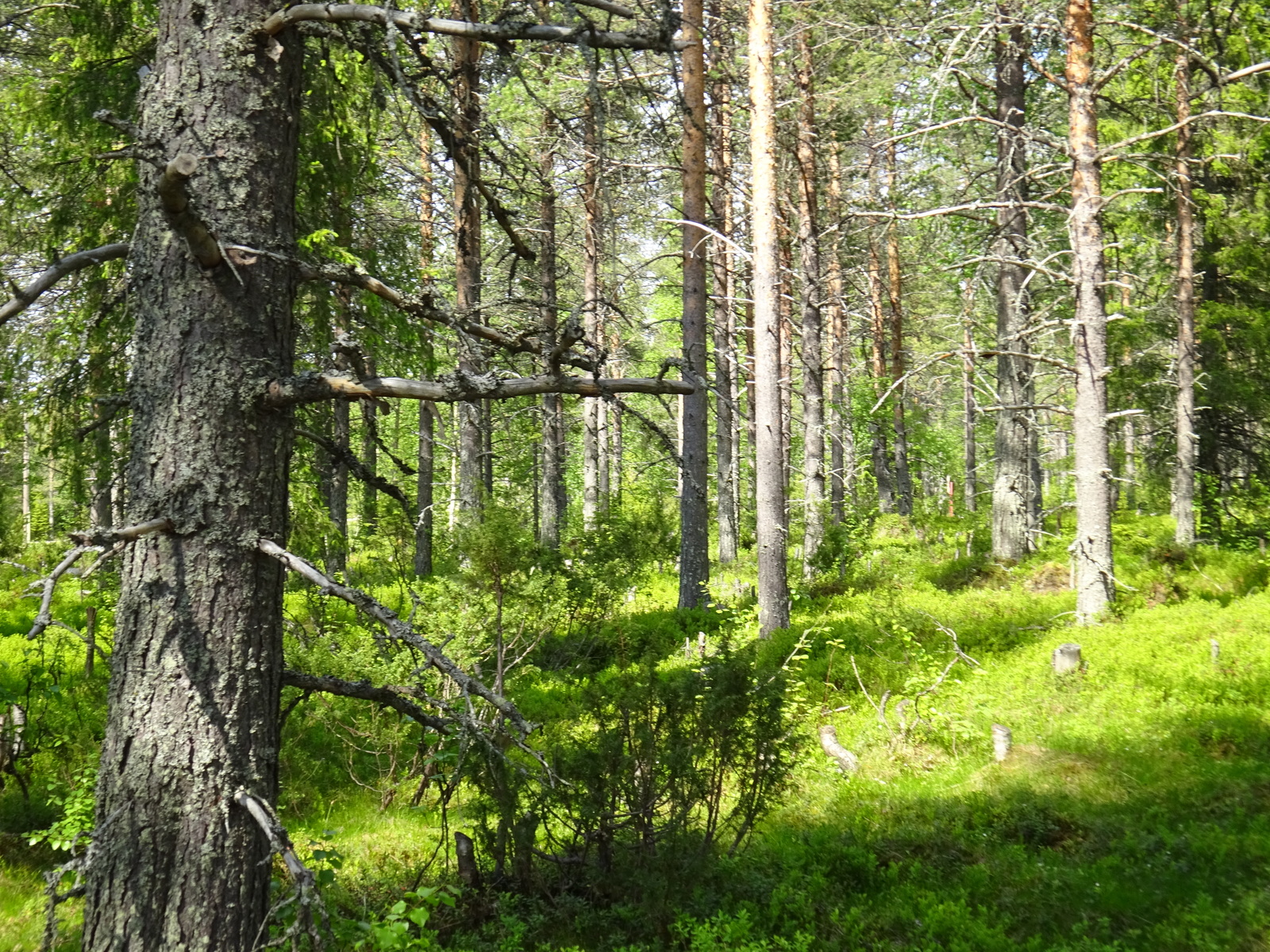 Aurinko paistaa havupuuvaltaiseen sekametsään ja luo maahan puiden varjoja.