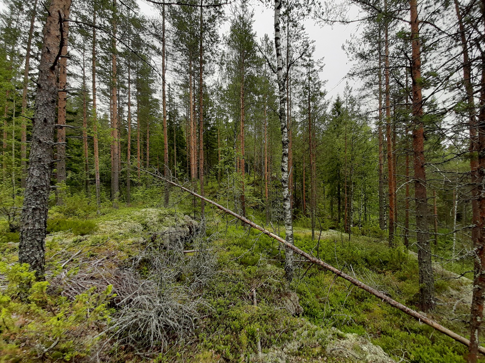 Kallioisessa maastossa kasvaa havupuuvaltainen metsä. Kaatunut puu makaa rinnettä vasten.