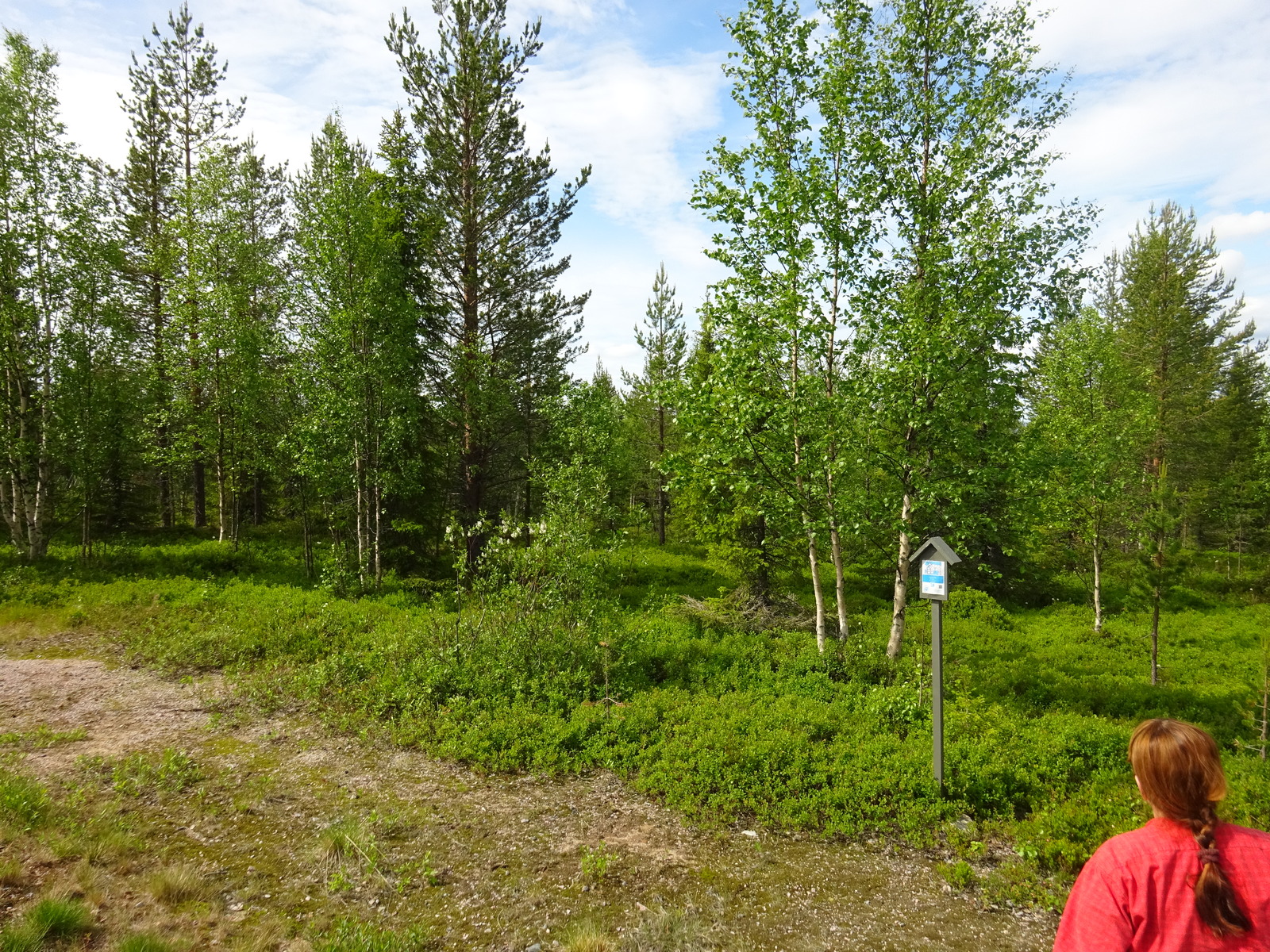 Tien reunalta alkaa sekametsä. Alaoikealla on punapaitainen ja -hiuksinen henkilö.