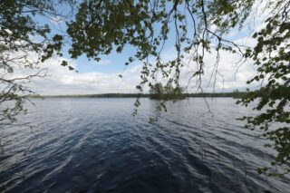 Koivun oksat kaartuvat reunustamaan kesäistä järvimaisemaa. Taivas on puolipilvinen.