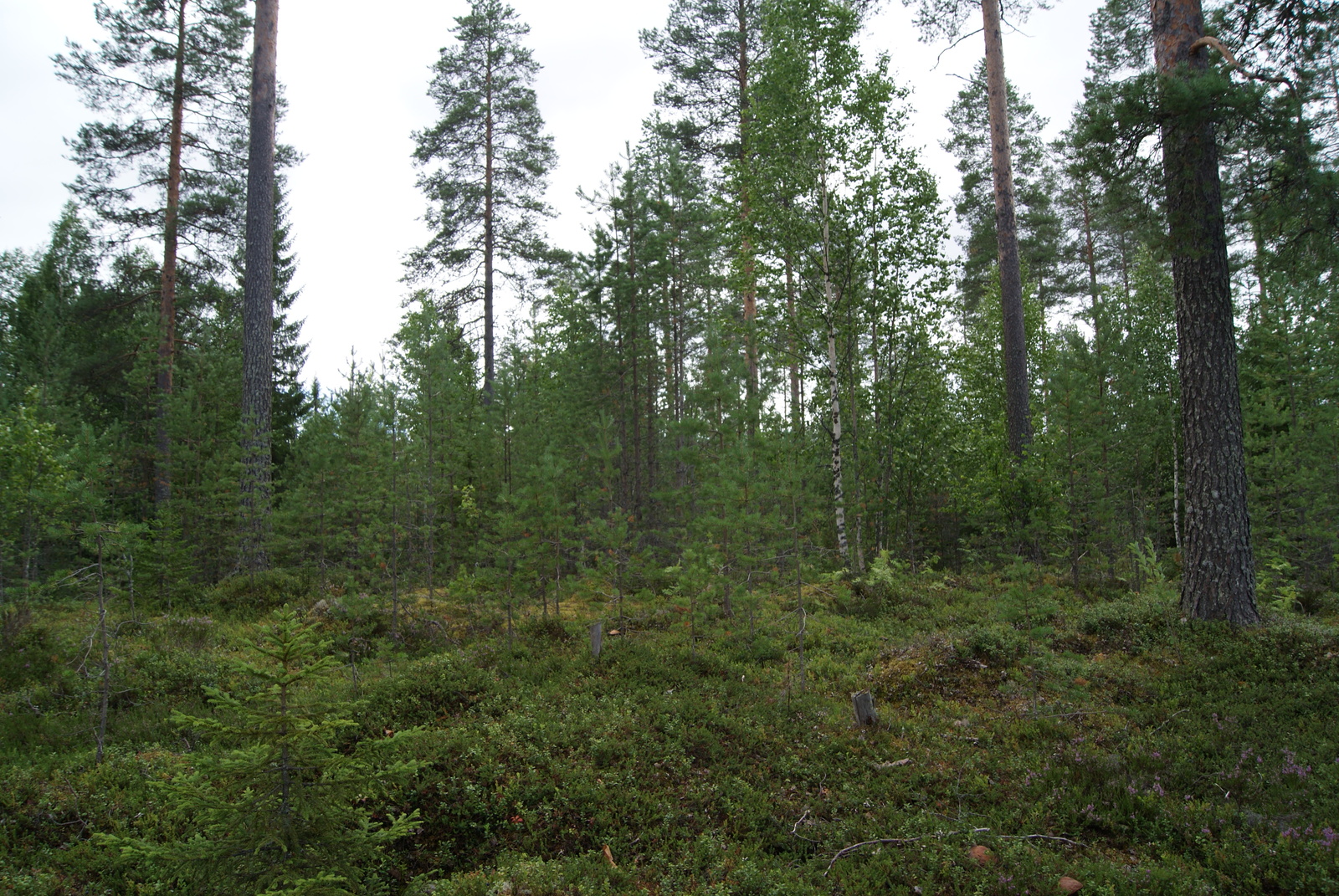 Kesäisessä sekametsässä kasvaa eri-ikäisiä puita. Etualalla on puuton alue.