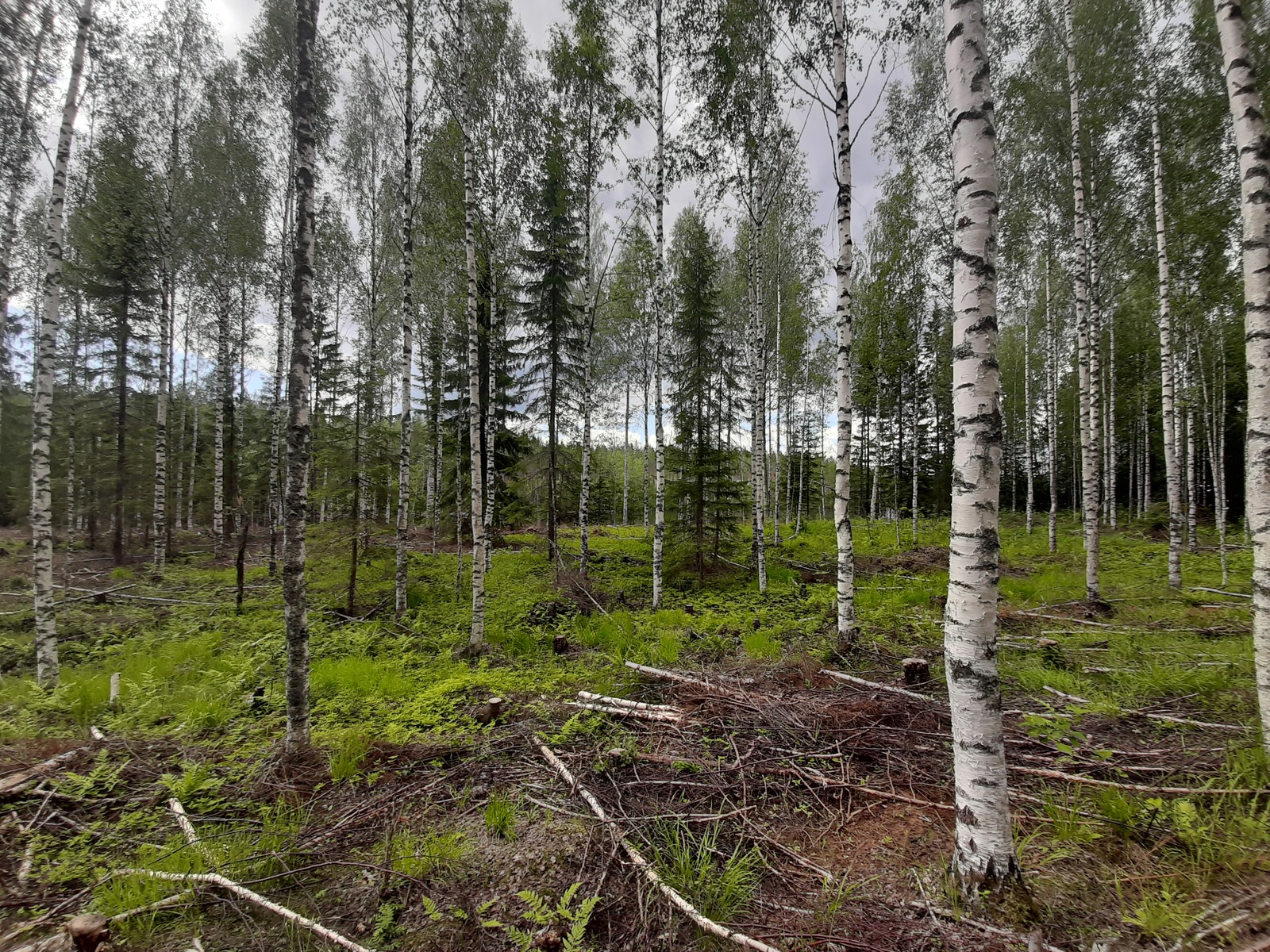 Kesäisessä koivikossa kasvaa myös kuusia. Maassa on karsittuja oksia.