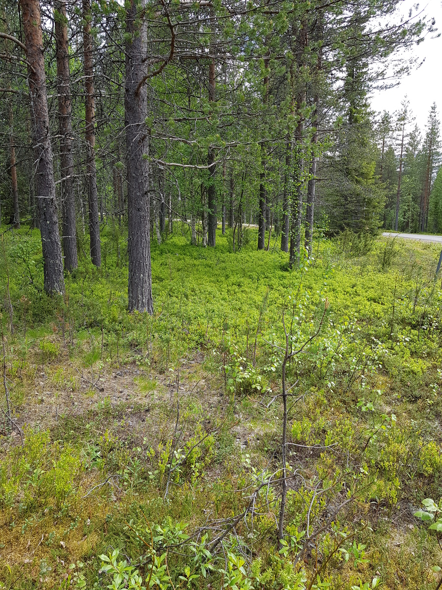 Kesämaisemassa tie kulkee mäntyvaltaisessa metsässä. Etualalla puuton alue.