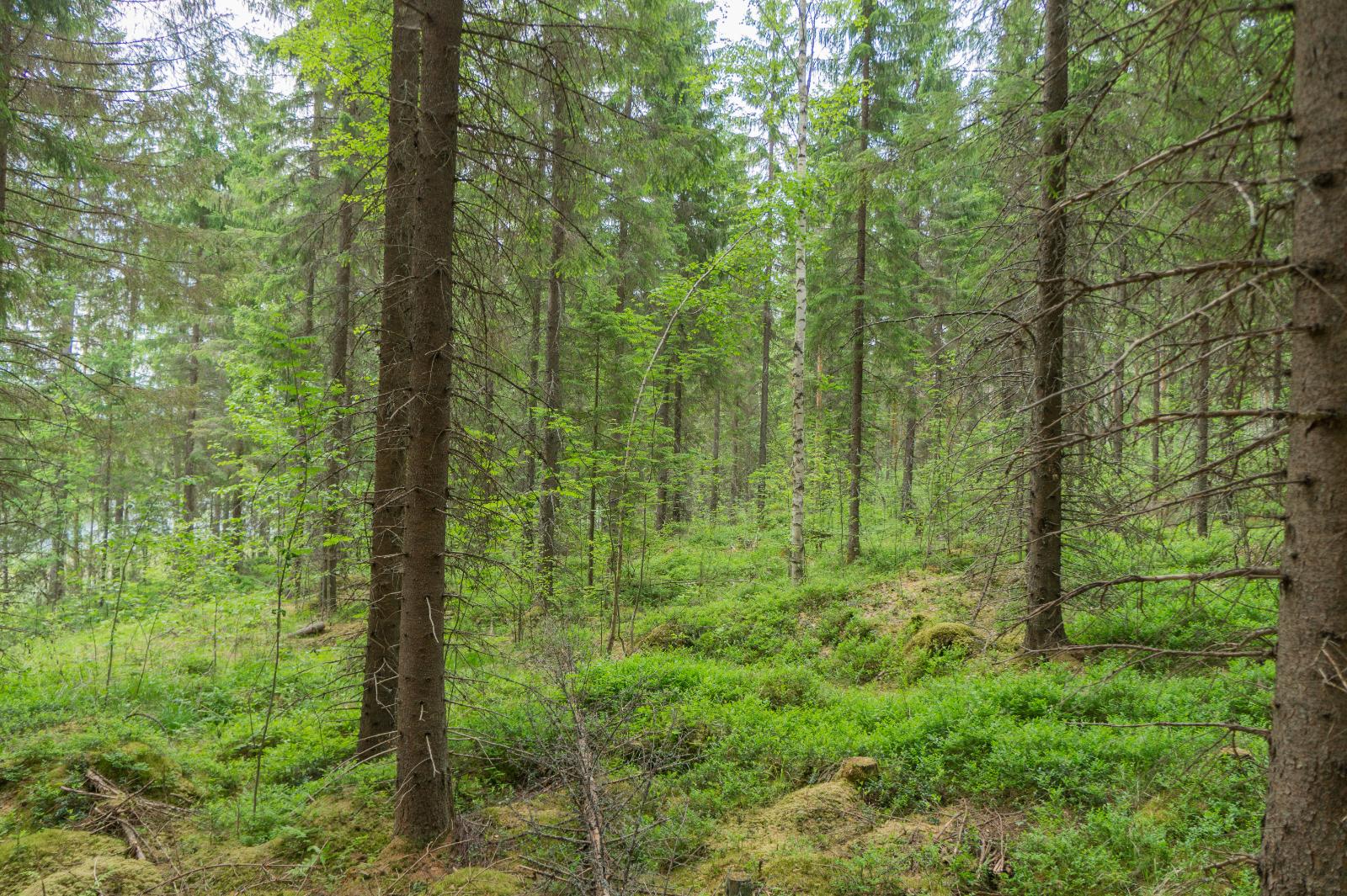 Kesäinen sekametsä kasvaa loivassa rinteessä. Takavasemmalla häämöttää järvi.