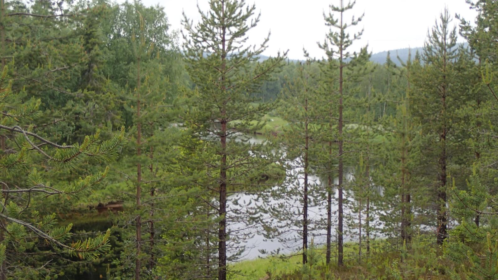 Nuoret männyt reunustavat Kemijokea.