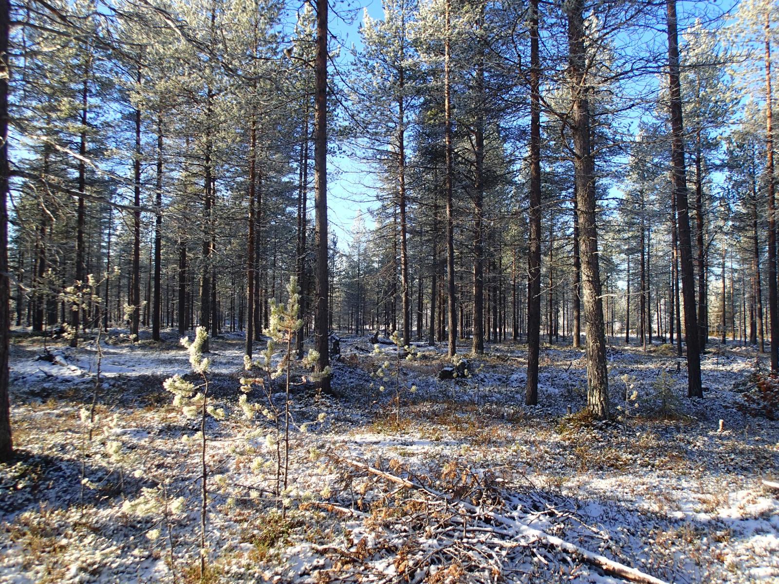 Ohut lumipeite mäntykankaalla aurinkoisena päivänä. Etualalla männyn taimia.