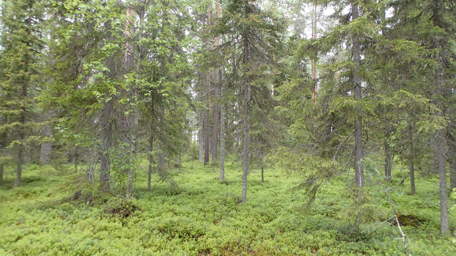 Kuusivaltaisen metsän aluskasvillisuutena on mustikanvarpuja.