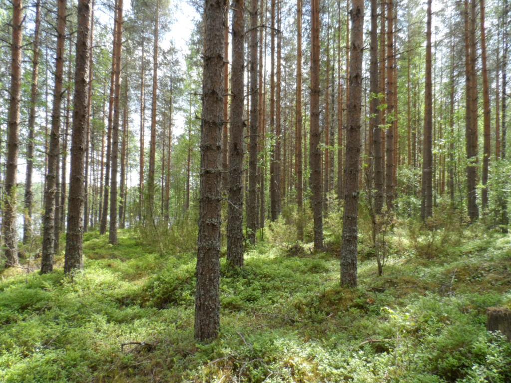 Mäntyvaltaisessa metsässä kasvaa lehtipuiden taimia. Taustalla häämöttää järvi.