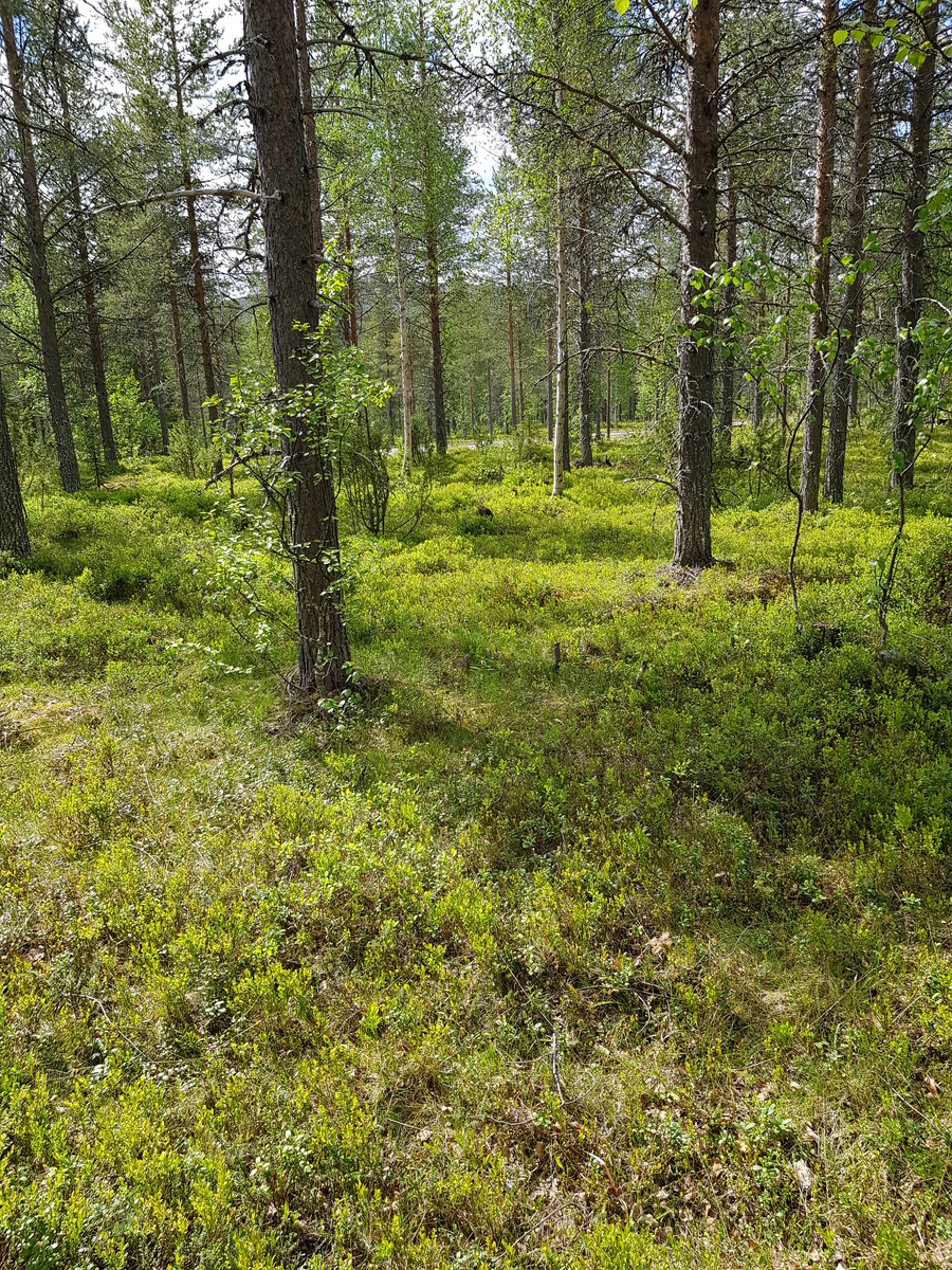 Mäntyvaltaisessa metsässä kasvaa myös kuusia, koivuja ja katajia. Taka-alalla kulkee tie.