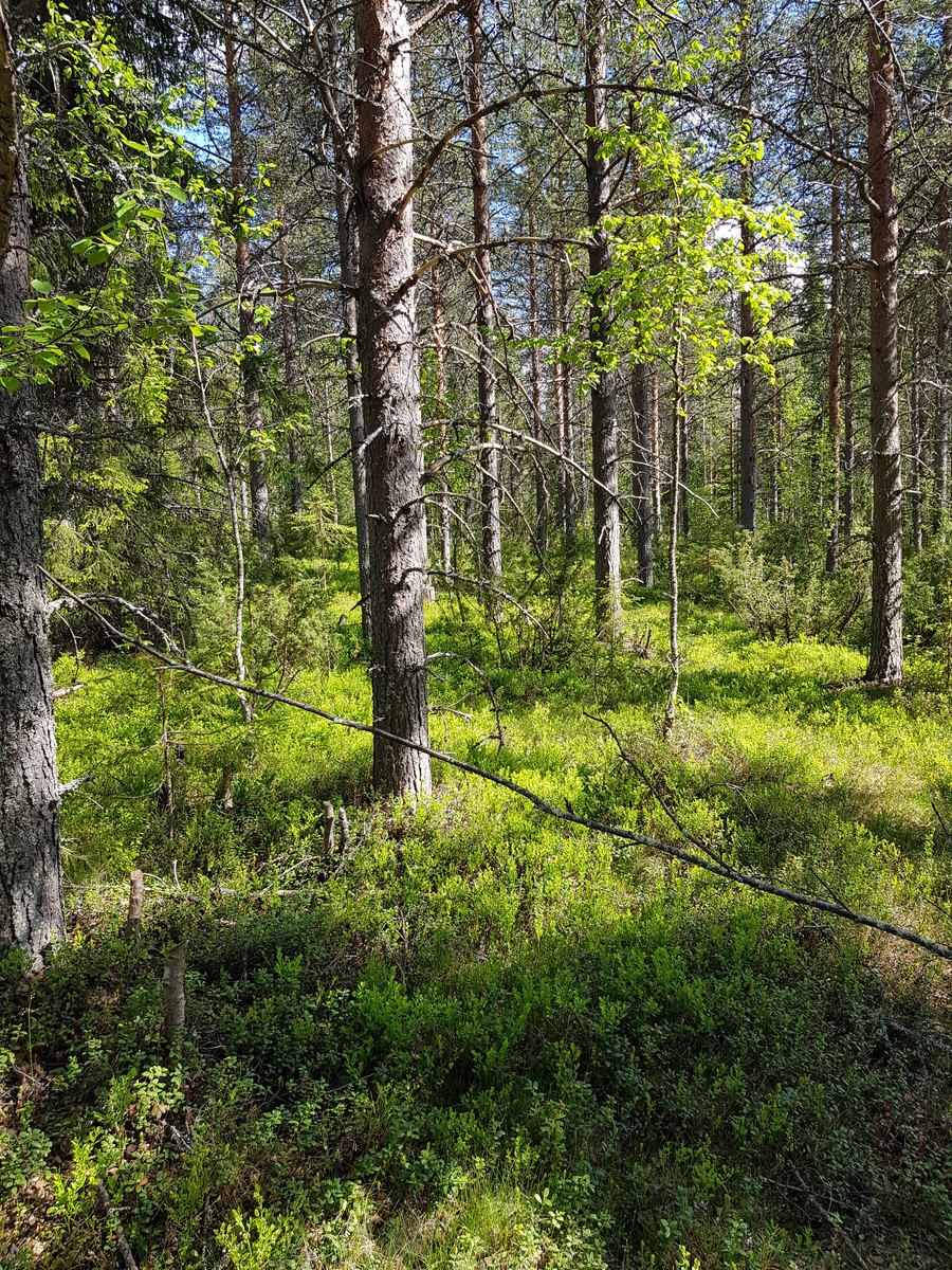 Aurinko paistaa havupuuvaltaiseen sekametsään. Kenttäkerroksessa kasvaa puolukkaa ja mustikkaa.