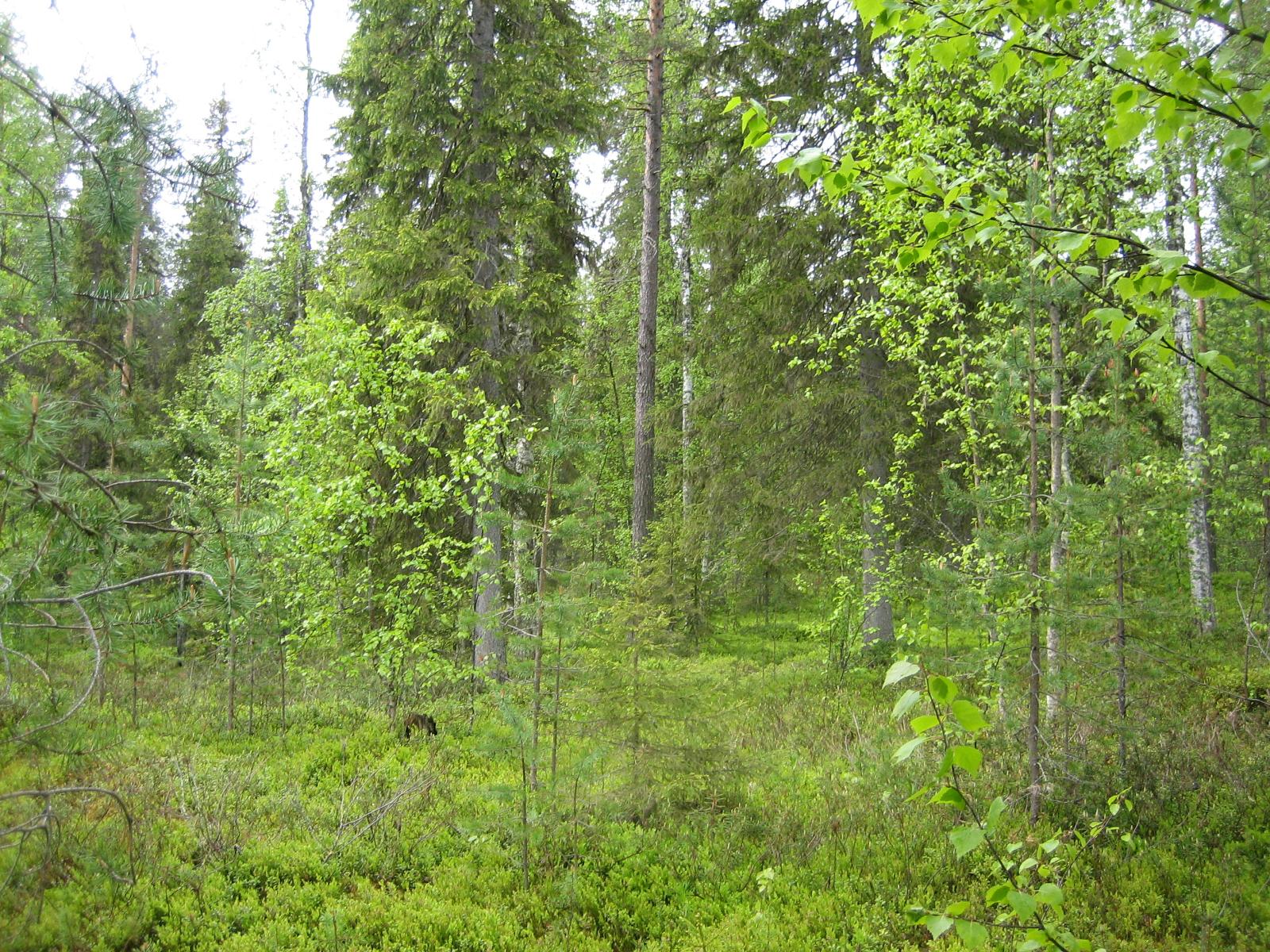 Kesäisessä sekametsässä kasvaa koivuja, kuusia ja mäntyjä.