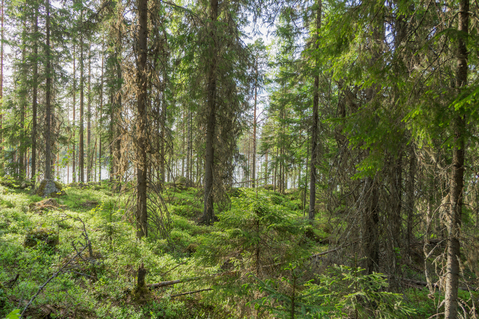 Kuusivaltainen metsä kasvaa kivikkoisessa maastossa, ja taustalla häämöttää järvi.