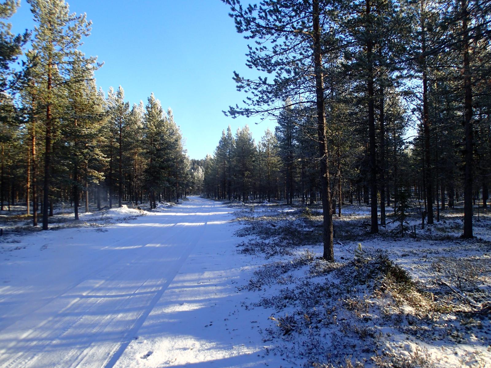 Ajojälkiä painautuneena ohueen lumeen mökkitiellä, joka kulkee metsän läpi.