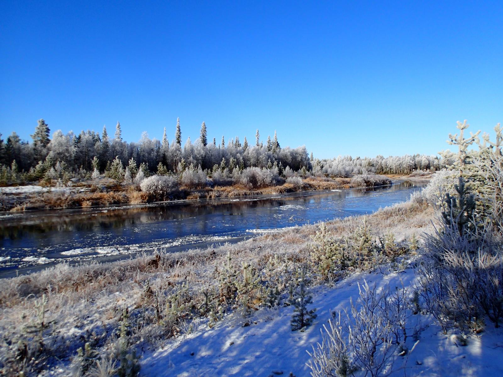 Osittain jäätynyt Kemijoki virtaa kuuraisen metsän reunustamana aurinkoisena päivänä.