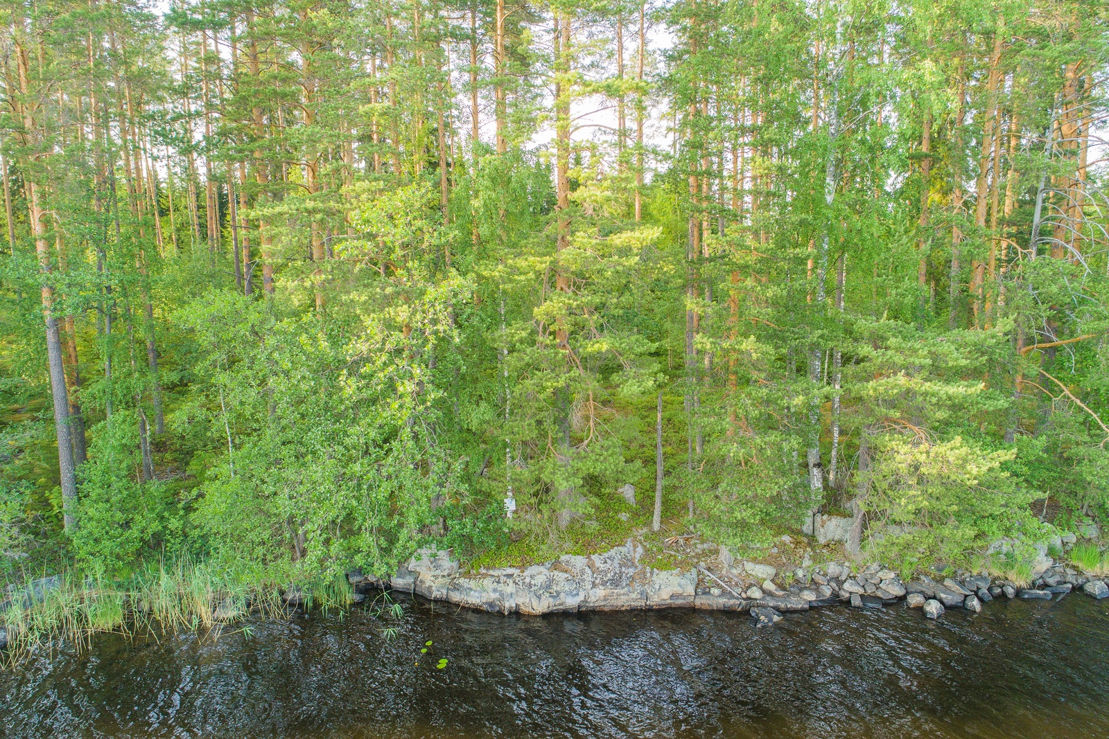 Saaren kallioisesta rantaviivasta alkaa kesäinen sekametsä. Ilmakuva.